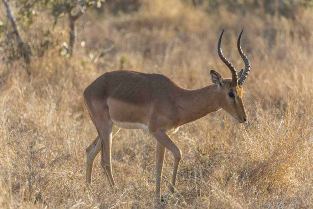 South Ngala Private Game Reserve Impala in brush
